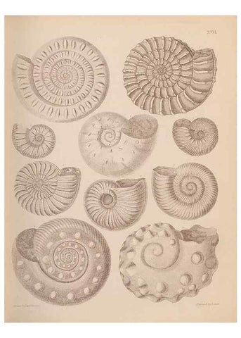 Reproducción/Reproduction 42969140715: An atlas of the fossil conchology of Great Britain and Ireland :. London :Sonnenschein,1889.. 