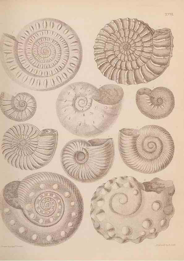 Reproducción/Reproduction 42969140715: An atlas of the fossil conchology of Great Britain and Ireland :. London :Sonnenschein,1889.. 