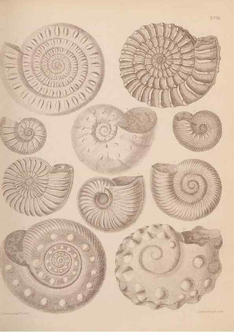 Reproducción/Reproduction 42969140715: An atlas of the fossil conchology of Great Britain and Ireland :. London :Sonnenschein,1889.. 