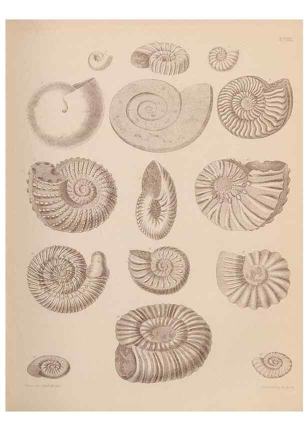 Reproducción/Reproduction 28937142077: An atlas of the fossil conchology of Great Britain and Ireland :. London :Sonnenschein,1889.. 