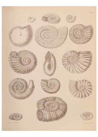 Reproducción/Reproduction 28937142077: An atlas of the fossil conchology of Great Britain and Ireland :. London :Sonnenschein,1889.. 