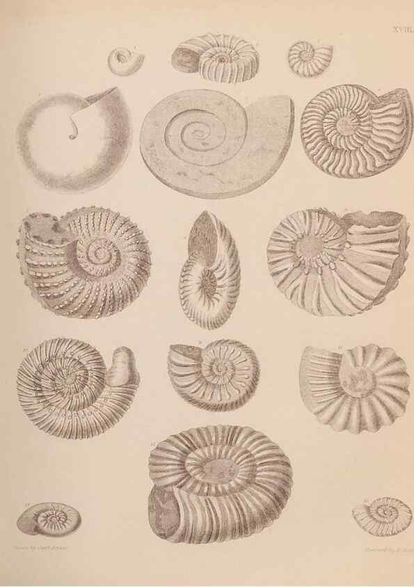 Reproducción/Reproduction 28937142077: An atlas of the fossil conchology of Great Britain and Ireland :. London :Sonnenschein,1889.. 