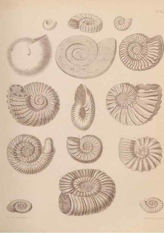 Reproducción/Reproduction 28937142077: An atlas of the fossil conchology of Great Britain and Ireland :. London :Sonnenschein,1889.. 