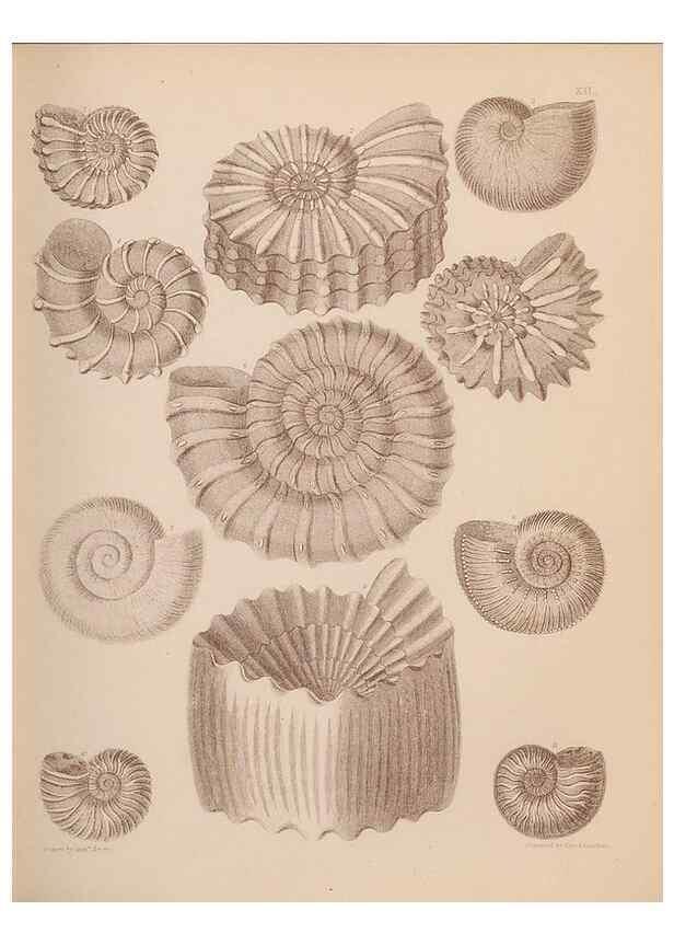 Reproducción/Reproduction 42064546020: An atlas of the fossil conchology of Great Britain and Ireland :. London :Sonnenschein,1889.. 