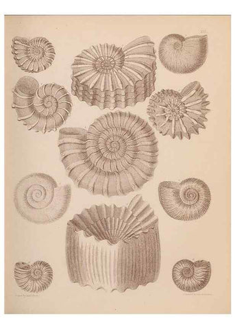 Reproducción/Reproduction 42064546020: An atlas of the fossil conchology of Great Britain and Ireland :. London :Sonnenschein,1889.. 