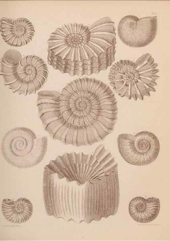 Reproducción/Reproduction 42064546020: An atlas of the fossil conchology of Great Britain and Ireland :. London :Sonnenschein,1889.. 