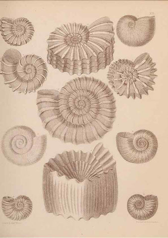 Reproducción/Reproduction 42064546020: An atlas of the fossil conchology of Great Britain and Ireland :. London :Sonnenschein,1889.. 