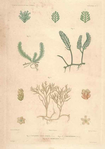 Reproducción/Reproduction 43583968245: Botanique /. Paris :Gide et Cie,1845-1853.. 