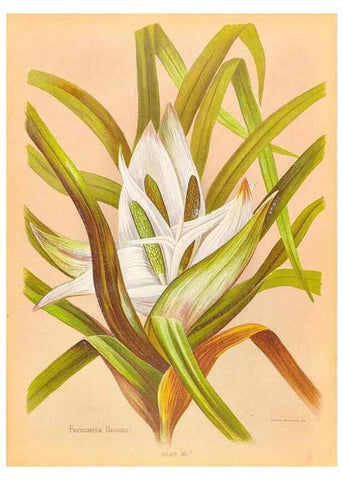 Reproducción/Reproduction 45827235272: The native flowers of New Zealand.. London,S. Low, Marston, Searle, and Rivington,1888.. 