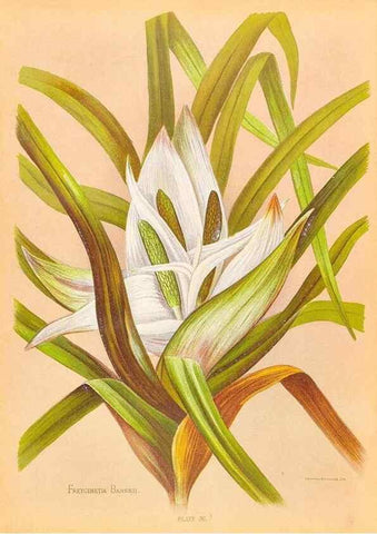 Reproducción/Reproduction 45827235272: The native flowers of New Zealand.. London,S. Low, Marston, Searle, and Rivington,1888.. 