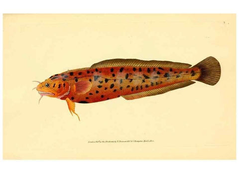 Reproducción/Reproduction 45880162501: The natural history of British fishes :. London :Printed for the author, and for F. and C. Rivington,1802-08.. 