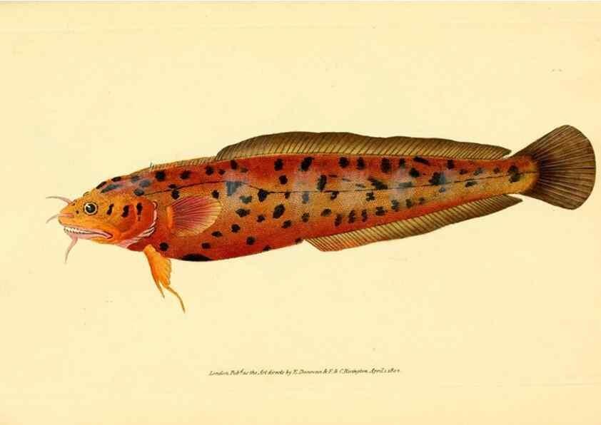 Reproducción/Reproduction 45880162501: The natural history of British fishes :. London :Printed for the author, and for F. and C. Rivington,1802-08.. 