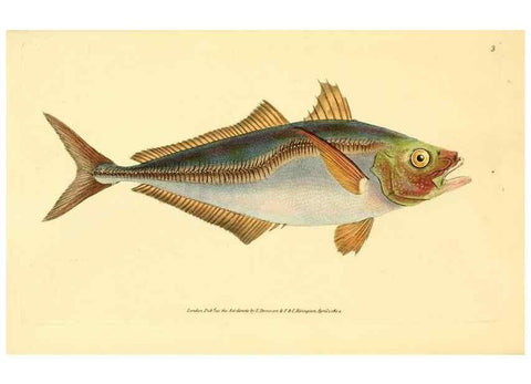 Reproducción/Reproduction 30940905547: The natural history of British fishes :. London :Printed for the author, and for F. and C. Rivington,1802-08.. 