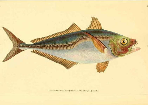 Reproducción/Reproduction 30940905547: The natural history of British fishes :. London :Printed for the author, and for F. and C. Rivington,1802-08.. 