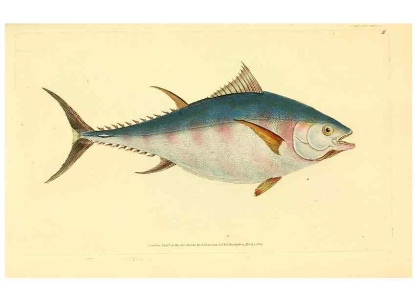 Reproducción/Reproduction 45155956104: The natural history of British fishes :. London :Printed for the author, and for F. and C. Rivington,1802-08.. 