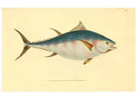 Reproducción/Reproduction 45155956104: The natural history of British fishes :. London :Printed for the author, and for F. and C. Rivington,1802-08.. 