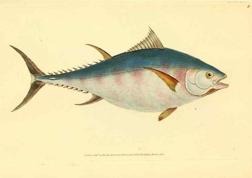 Reproducción/Reproduction 45155956104: The natural history of British fishes :. London :Printed for the author, and for F. and C. Rivington,1802-08.. 