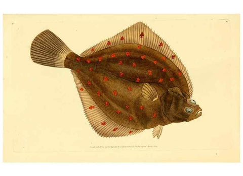Reproducción/Reproduction 32008705598: The natural history of British fishes :. London :Printed for the author, and for F. and C. Rivington,1802-08.. 