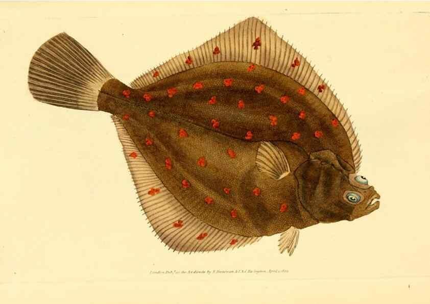 Reproducción/Reproduction 32008705598: The natural history of British fishes :. London :Printed for the author, and for F. and C. Rivington,1802-08.. 