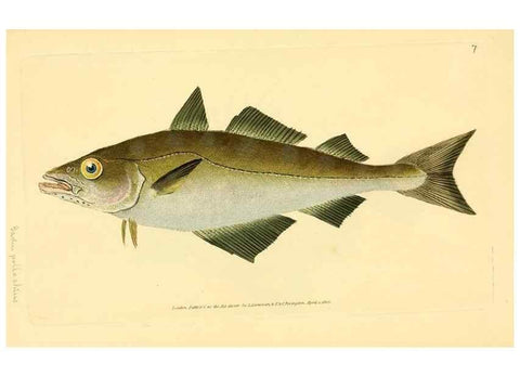 Reproducción/Reproduction 32008707978: The natural history of British fishes :. London :Printed for the author, and for F. and C. Rivington,1802-08.. 