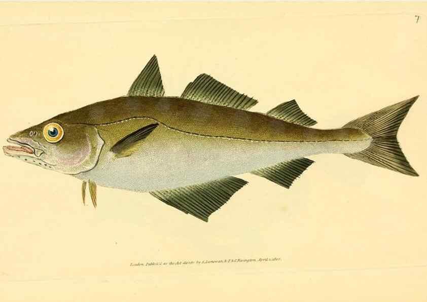 Reproducción/Reproduction 32008707978: The natural history of British fishes :. London :Printed for the author, and for F. and C. Rivington,1802-08.. 