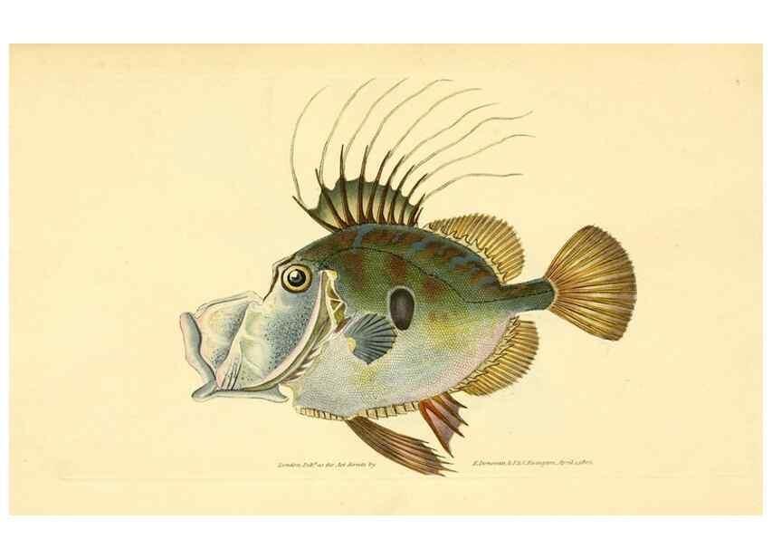 Reproducción/Reproduction 45155963154: The natural history of British fishes :. London :Printed for the author, and for F. and C. Rivington,1802-08.. 