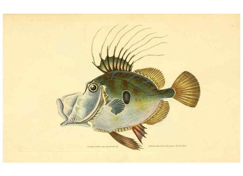 Reproducción/Reproduction 45155963154: The natural history of British fishes :. London :Printed for the author, and for F. and C. Rivington,1802-08.. 