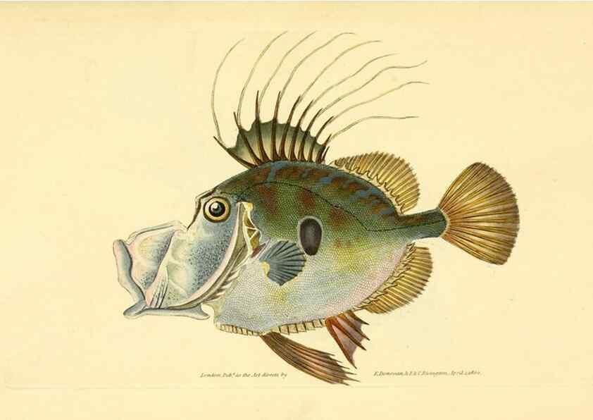 Reproducción/Reproduction 45155963154: The natural history of British fishes :. London :Printed for the author, and for F. and C. Rivington,1802-08.. 