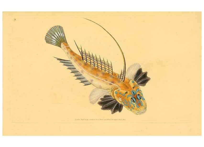 Reproducción/Reproduction 44063462050: The natural history of British fishes :. London :Printed for the author, and for F. and C. Rivington,1802-08.. 