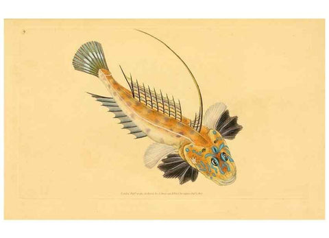 Reproducción/Reproduction 44063462050: The natural history of British fishes :. London :Printed for the author, and for F. and C. Rivington,1802-08.. 