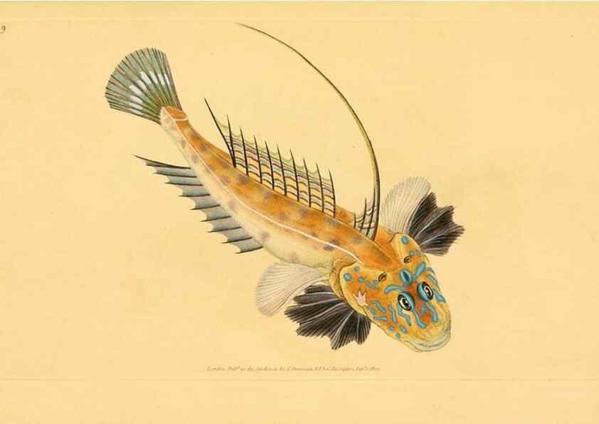 Reproducción/Reproduction 44063462050: The natural history of British fishes :. London :Printed for the author, and for F. and C. Rivington,1802-08.. 