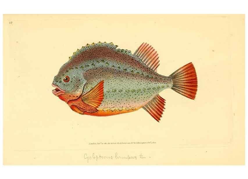 Reproducción/Reproduction 44063463770: The natural history of British fishes :. London :Printed for the author, and for F. and C. Rivington,1802-08.. 
