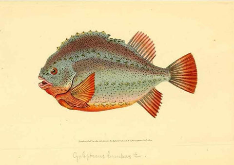 Reproducción/Reproduction 44063463770: The natural history of British fishes :. London :Printed for the author, and for F. and C. Rivington,1802-08.. 