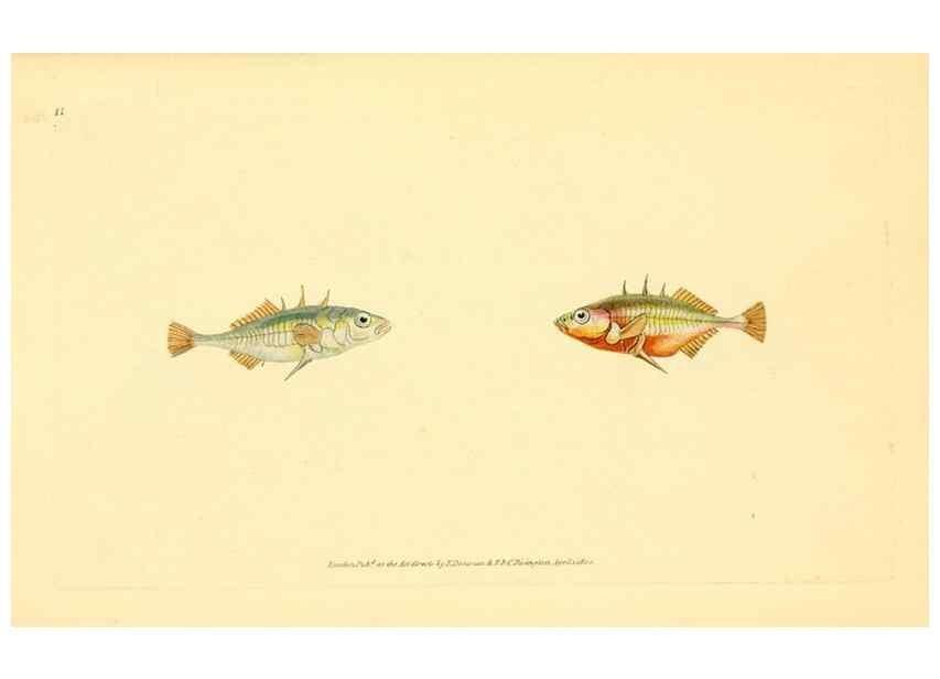 Reproducción/Reproduction 44063464910: The natural history of British fishes :. London :Printed for the author, and for F. and C. Rivington,1802-08.. 