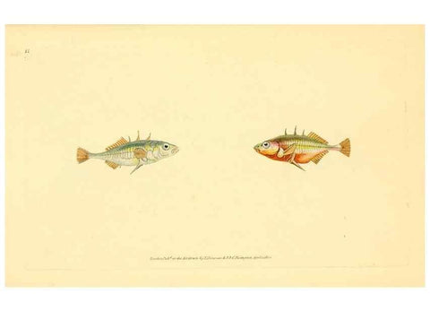 Reproducción/Reproduction 44063464910: The natural history of British fishes :. London :Printed for the author, and for F. and C. Rivington,1802-08.. 
