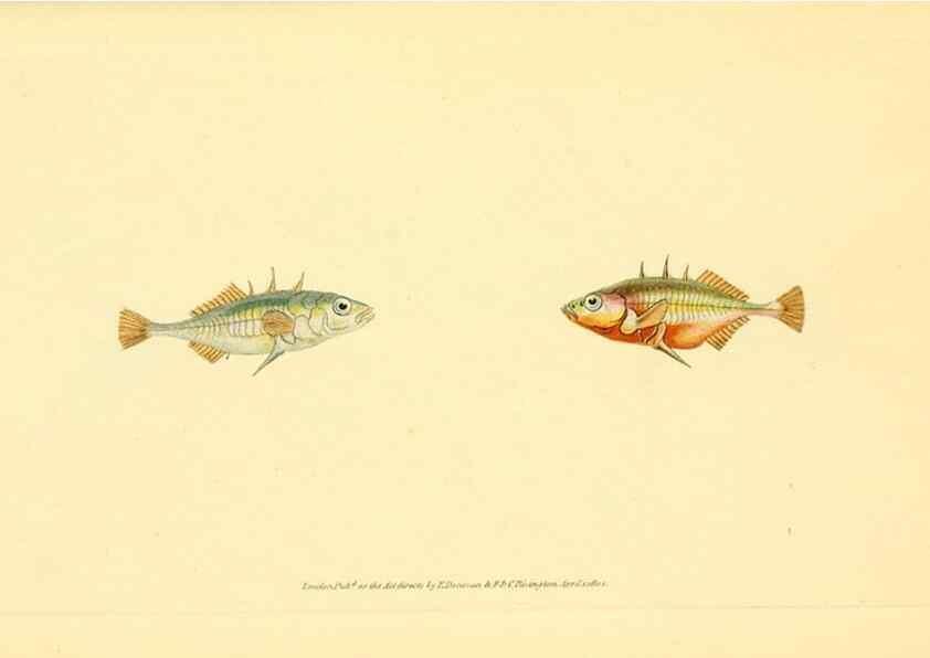 Reproducción/Reproduction 44063464910: The natural history of British fishes :. London :Printed for the author, and for F. and C. Rivington,1802-08.. 