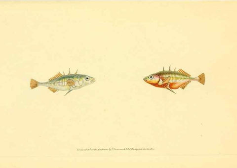 Reproducción/Reproduction 44063464910: The natural history of British fishes :. London :Printed for the author, and for F. and C. Rivington,1802-08.. 