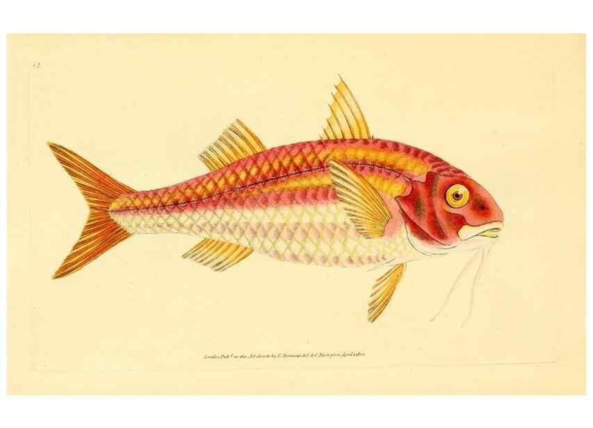 Reproducción/Reproduction 44063466130: The natural history of British fishes :. London :Printed for the author, and for F. and C. Rivington,1802-08.. 