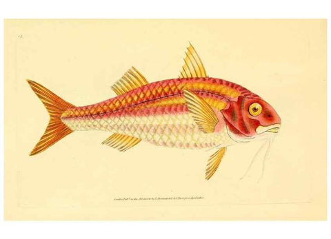 Reproducción/Reproduction 44063466130: The natural history of British fishes :. London :Printed for the author, and for F. and C. Rivington,1802-08.. 