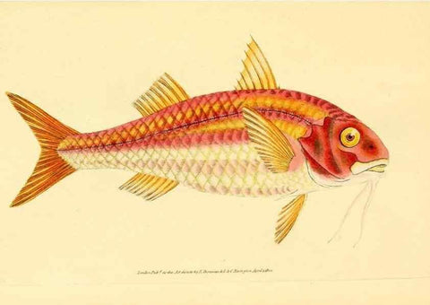 Reproducción/Reproduction 44063466130: The natural history of British fishes :. London :Printed for the author, and for F. and C. Rivington,1802-08.. 