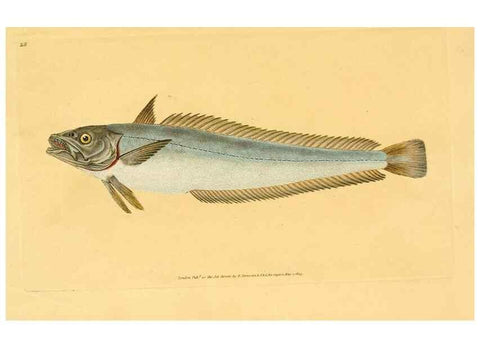 Reproducción/Reproduction 30940923127: The natural history of British fishes :. London :Printed for the author, and for F. and C. Rivington,1802-08.. 