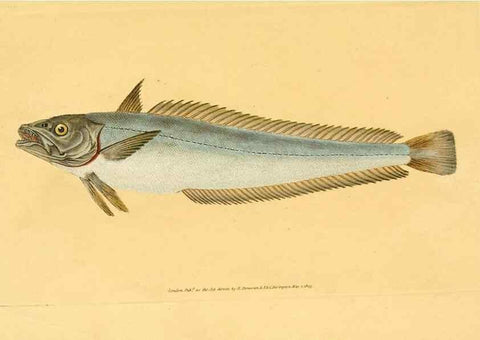 Reproducción/Reproduction 30940923127: The natural history of British fishes :. London :Printed for the author, and for F. and C. Rivington,1802-08.. 