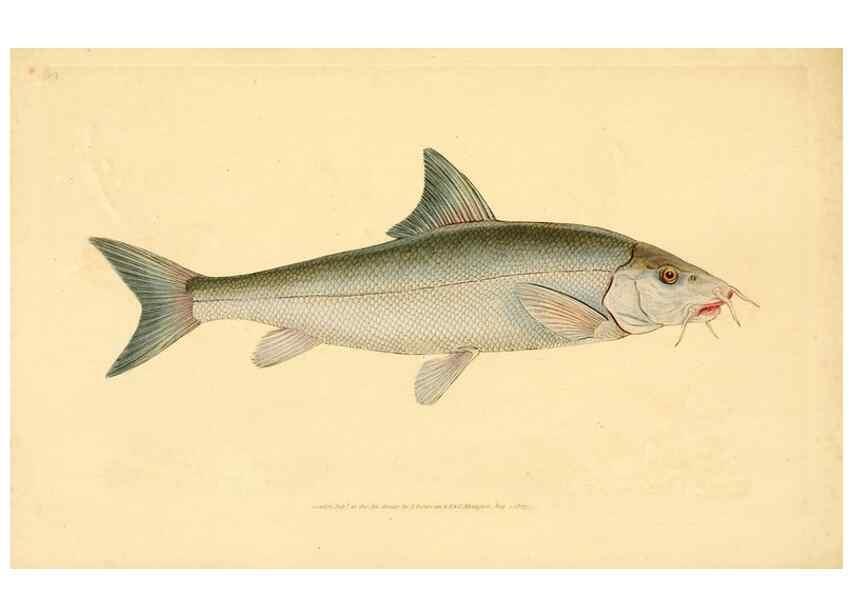 Reproducción/Reproduction 44966898665: The natural history of British fishes :. London :Printed for the author, and for F. and C. Rivington,1802-08.. 