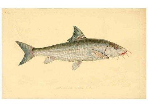 Reproducción/Reproduction 44966898665: The natural history of British fishes :. London :Printed for the author, and for F. and C. Rivington,1802-08.. 