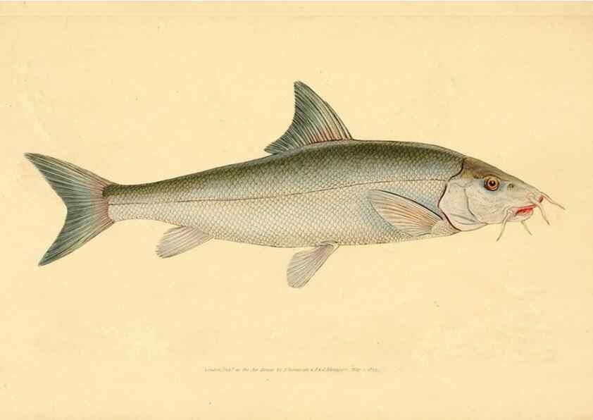 Reproducción/Reproduction 44966898665: The natural history of British fishes :. London :Printed for the author, and for F. and C. Rivington,1802-08.. 