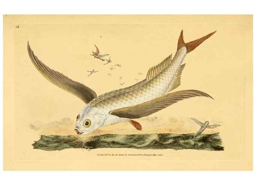 Reproducción/Reproduction 45830455312: The natural history of British fishes :. London :Printed for the author, and for F. and C. Rivington,1802-08.. 