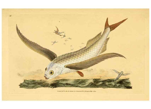 Reproducción/Reproduction 45830455312: The natural history of British fishes :. London :Printed for the author, and for F. and C. Rivington,1802-08.. 
