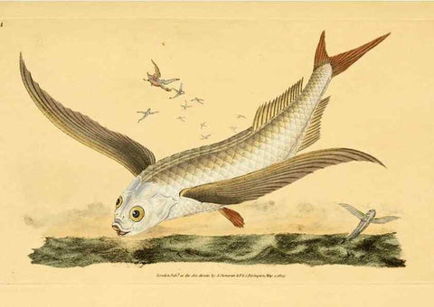 Reproducción/Reproduction 45830455312: The natural history of British fishes :. London :Printed for the author, and for F. and C. Rivington,1802-08.. 