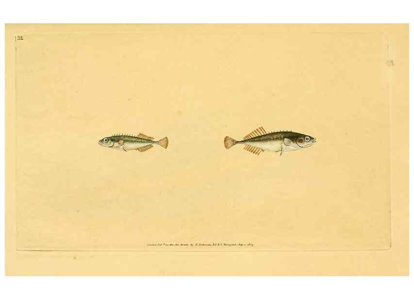 Reproducción/Reproduction 45830456392: The natural history of British fishes :. London :Printed for the author, and for F. and C. Rivington,1802-08.. 