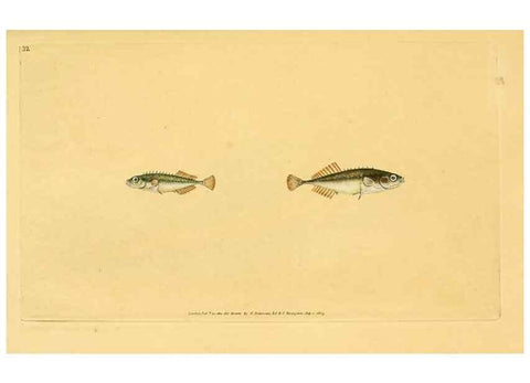 Reproducción/Reproduction 45830456392: The natural history of British fishes :. London :Printed for the author, and for F. and C. Rivington,1802-08.. 